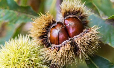 Understanding the Environmental Impact of Cultivating Chestnut Fruits