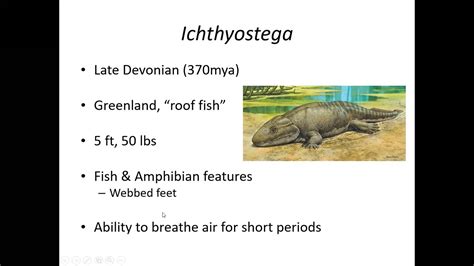 Understanding the Evolutionary Journey of Amphibians: Embracing Aquatic Environments