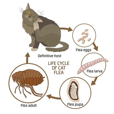 Understanding the Flea Issue and Its Impact on Your Child