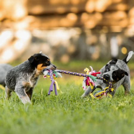 Understanding the Importance of Dreams in a Canine's Life