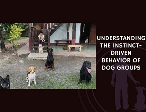 Understanding the Instincts: What Triggers Canine Behavior?