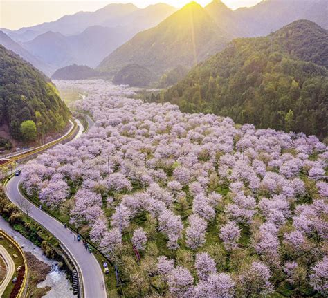 Understanding the Journey of a Cherry Blossom to Full Ripeness