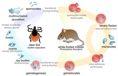 Understanding the Life Cycle of Hair Parasites and Their Impact on Women