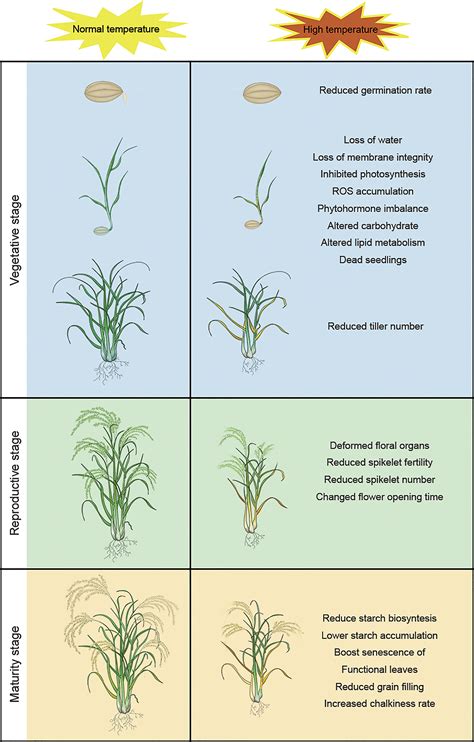 Understanding the Link between Rice and Fulfillment