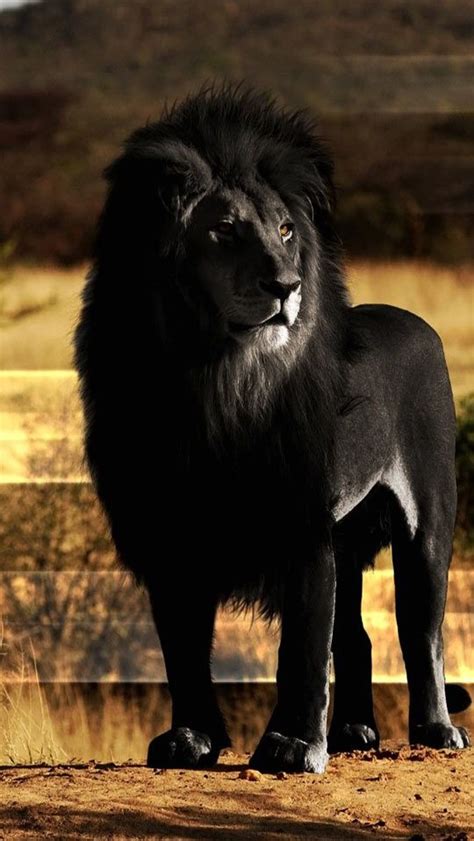 Understanding the Mythical Connotations of a Black Lion in Dreams