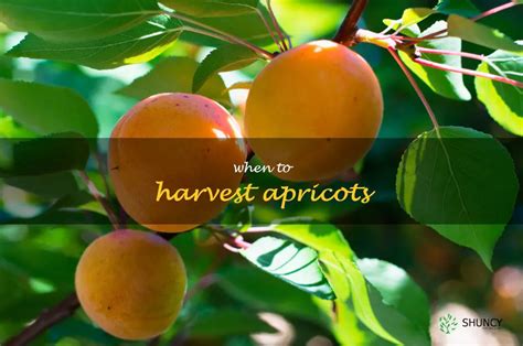 Understanding the Optimal Time to Harvest Apricots