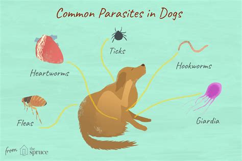 Understanding the Origins of Canine Parasite Infestation