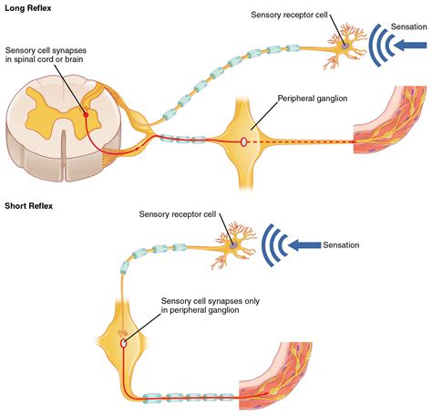 Understanding the Physiology of the Startle Response