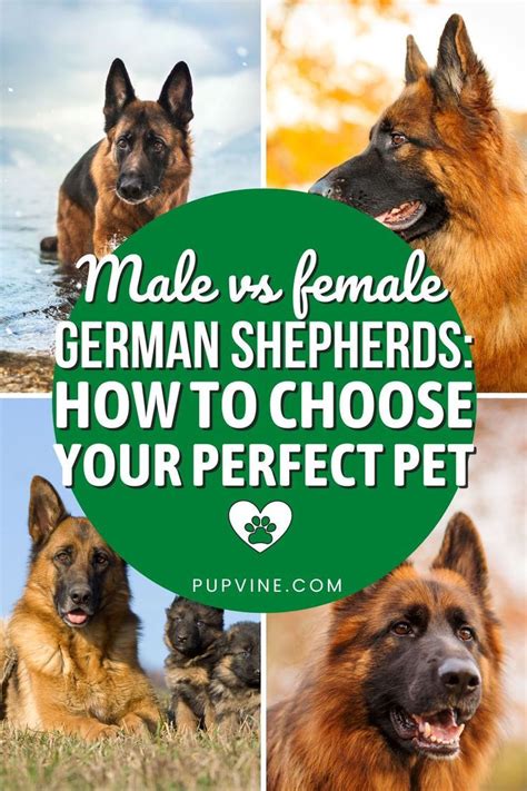 Understanding the Profound Connection Between Female Dog Owners and German Shepherds