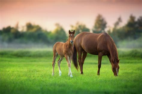 Understanding the Psychological Interpretation of Imagining a Mare and her Foal