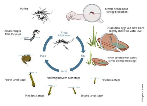 Understanding the Reproduction Patterns of Mosquitoes