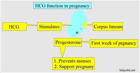 Understanding the Role of Human Chorionic Gonadotropin (hCG) in the Journey of Pregnancy