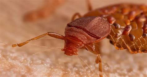 Understanding the Significance of Bedbugs in Dreams: An In-Depth Interpretation