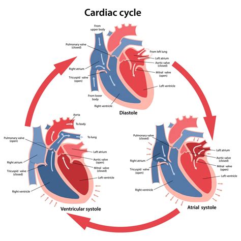 Understanding the Significance of Different Levels of Heart Activity