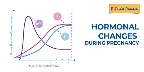 Understanding the Significance of Hormonal Fluctuations in Dreams During Pregnancy