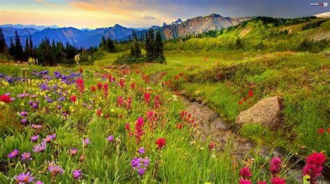 Understanding the Significance of Thriving Floral Meadows