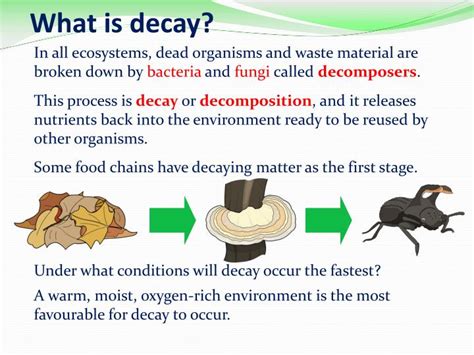 Understanding the Significance of a Decayed Squash