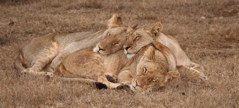 Understanding the Sleep Patterns of Young Lions