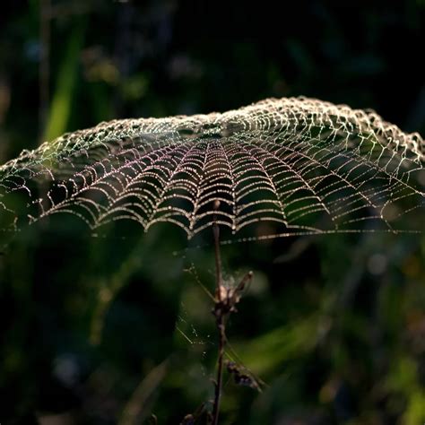 Understanding the Spiritual Significance of a Spider Web with a Spider