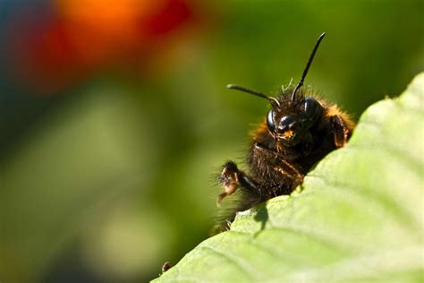 Understanding the Symbolic Significance of Experiencing a Bumblebee's Bite in a Dream