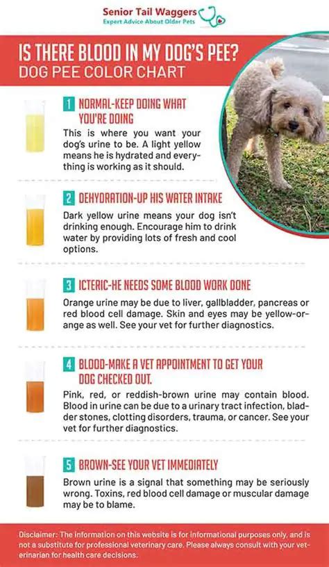 Understanding the Symbolism of Canine Urine on the Surface