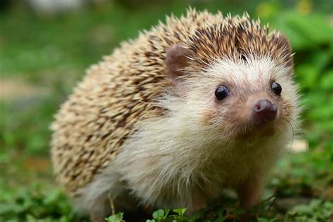 Understanding the Symbolism of a Hedgehog in Dreams