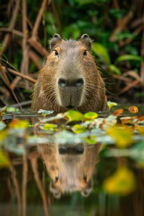 Understanding the Symbolism of a Hostile Capybara in Dreams