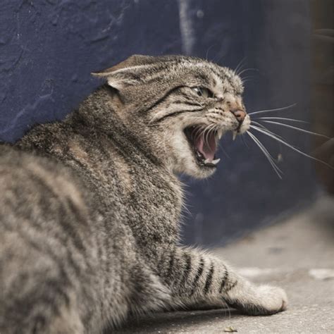 Understanding the Underlying Factors of Aggression in Felines