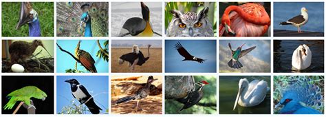Understanding the Various Avian Species and Significance