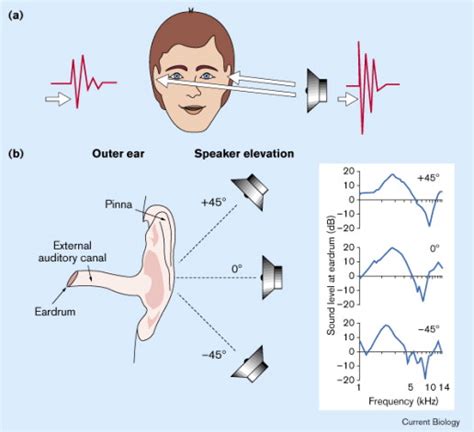 Understanding the auditory signals and cues during battles