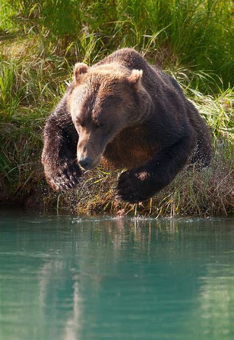 Unearthing the Symbolic Meanings behind the Appearance of a Young Brown Bear in Dreamscapes