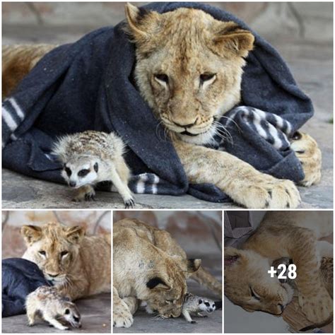 Unexpected Bonds: Lion Cubs and Single Women