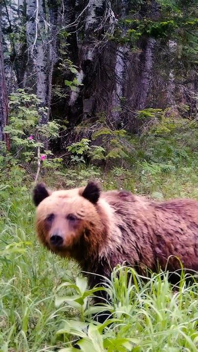 Unexpected Danger: Suddenly Facing a Ferocious Bear