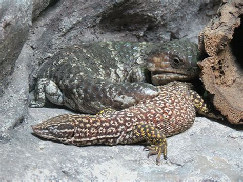 Unexpected Encounter: An Unusual Reptile Spotted in a Unique Abode Constructed of Natural Materials