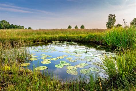 Unexpected Encounter: From Aquatic Habitat to Natural Pond