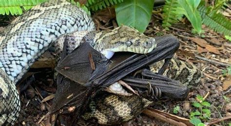 Unexpected Encounter: Homeowner's Startling Find - a Heap of Serpents