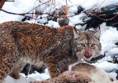 Unexpected Encounter: Lynx Family Seen in a Remote Wilderness