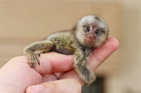 Unexpected Encounter with a Tiny Primate in Captivity