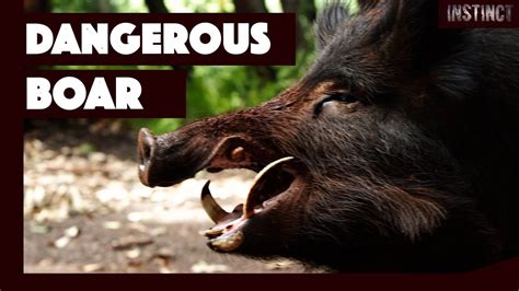 Unexpected Face-off: A Wild Boar's Aggression