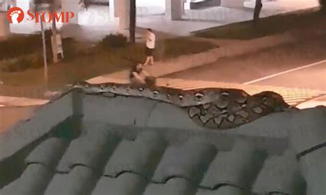 Unexpected Guest: A Gigantic Serpent Spotted in a Residential Neighborhood