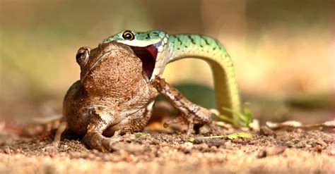 Unexpected Hunter-Prey Interaction: When a Frog Crosses Paths with its Potential Meal