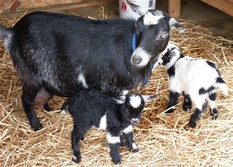 Unexpected Metamorphosis: A Goat's Astonishing Transformation