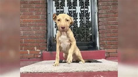 Unexpected Visitor: A Stray Canine Discovers a New Abode