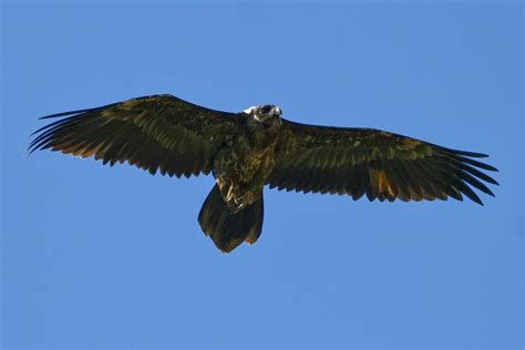 Unexpected Visitors: Birds in Unlikely Places