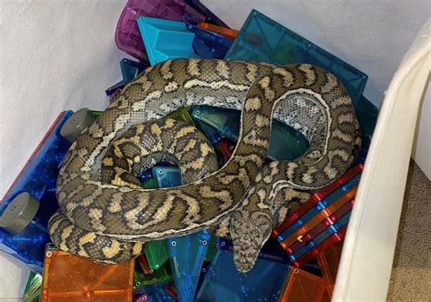 Unexpected Wildlife Encounter: A Python Found Coiled Inside a Residence