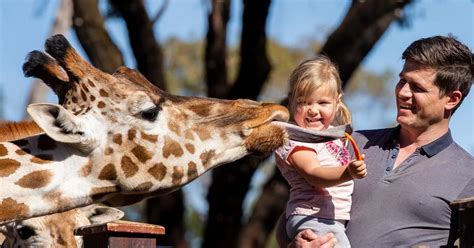 Unexpected Wildlife Intrusion: A Startling Giraffe Encounter Caught Me Off Guard