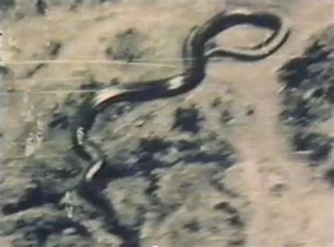 Unexplained Dream Phenomenon: Man Encounters Gigantic Serpent