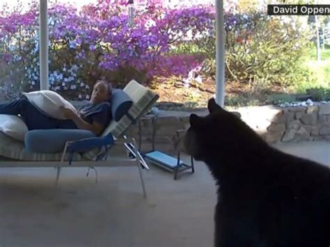 Unforgettable Encounter: Homeowner Engages in Face-to-Face Encounter with Intruding Wildlife