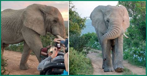 Unforgettable Encounters: Baby Elephant's Meeting with New Companions