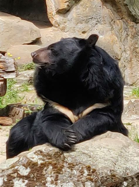 Unforgettable experience: Woman's dream introduces her to a regal bear